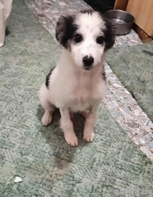 Ray, kleiner Welpenbub sucht warmes Körbchen zum Bleiben