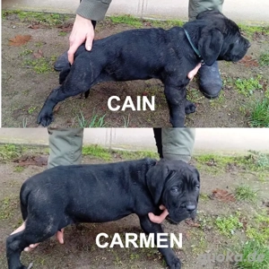 FCI Cane Corso Welpen (X-Man Brutus Blutlinie) Bild 3