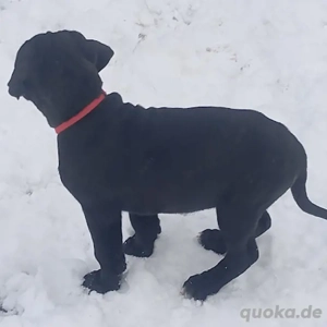 FCI Cane Corso Welpen (X-Man Brutus Blutlinie) Bild 2