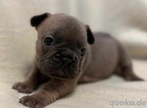 Französische Bulldoggen in Sonderfarben