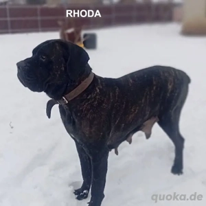 FCI Cane Corso Welpen (X-Man Brutus Blutlinie) Bild 4