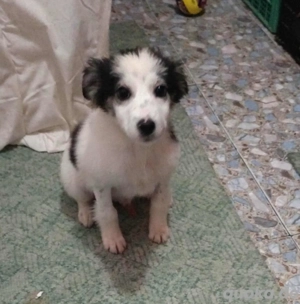 Ray, kleiner Welpenbub sucht warmes Körbchen zum Bleiben