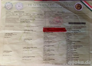 FCI Cane Corso Welpen (X-Man Brutus Blutlinie) Bild 6