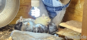 6er Gruppe Degus mit Zubehör