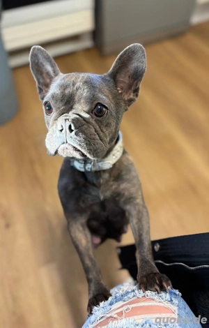Französische Bulldoggen in Sonderfarben