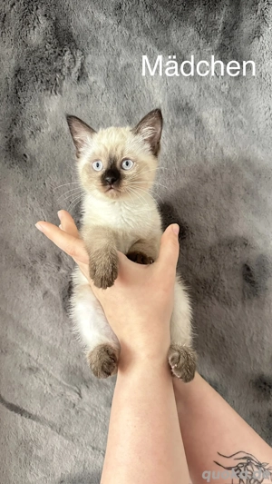  wundervolle Siamkätzchen