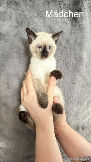 wundervolle Siamkätzchen