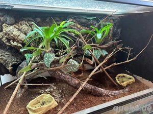 Grüne Baumeidechse (Gastropholis prasina) Pärchen zu verkaufen