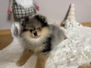 Zauberhafte Pomeranian Zwergspitz Welpen mit ahnentafel suchen ein liebevolles zuhause 