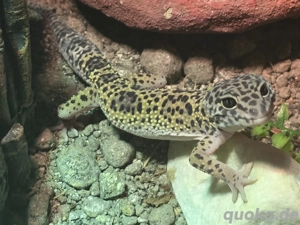 leopardgecko Männchen not verkauf