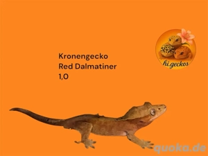 Kronengecko 1,0