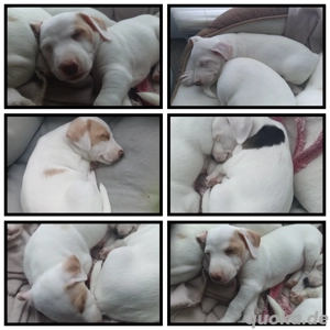 Jack Russell   Parson Russell Mix   Welpen aus liebevoller Aufzucht abzugeben