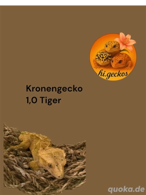 Kronengecko 1,0 