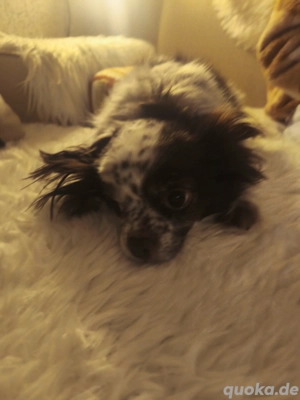 5 Jahre jung, Chihuahua Mischling Bobby 