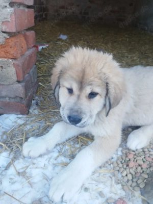 4 Kuschelige Mix Welpen warten auf Dich!