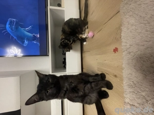 Katzen zu verkaufen (mit Zubehör) 