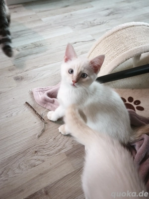 Süße Rassemixkaterchen