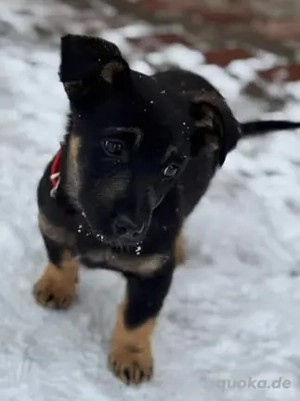 Wonneproppen-Hundekind Lui - sucht liebevolles Zuhause