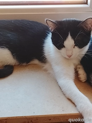 Hallo ich muss mich leider schweren Herzens mich von meine Katzen trennen 