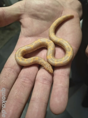 Ägyptische Sandboas NZ 2024