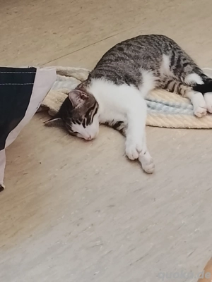 Hallo ich muss mich leider schweren Herzens mich von meine Katzen trennen 