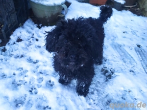 Toypudel Rüde sucht sein für immer Zuhause ( kleinpudel, Pudel)