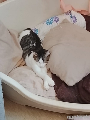 Hallo ich muss mich leider schweren Herzens mich von meine Katzen trennen 