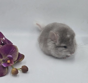 Chinchilla Männchen Beige Schecke RPA Angora  bald zur Abgabe,