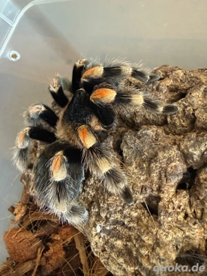 Vogelspinne Brachypelma hamorii