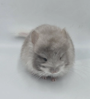 Chinchilla Weibchen Beige Schecke RPA Angora  bald zur Abgabe,  