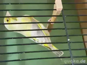 Grünfinkmutation, Isabell