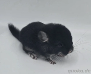 Chinchilla Männchen Black Pearl bald zur Abgabe,