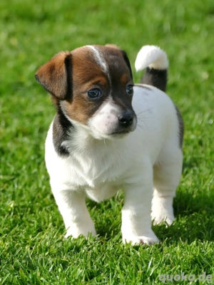 Wunderschöne Reinrassige Jack-Russel 