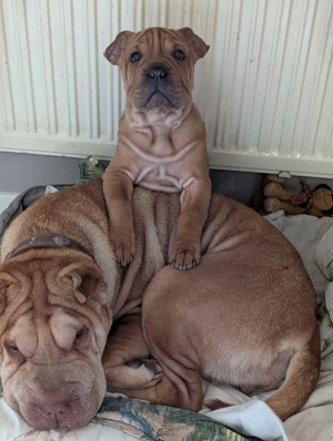 Frenchi Pei (Hündin): SharPei und Französische Bulldogge Mix (seltene Gelegenheit)