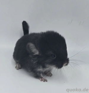  Chinchilla Weibchen Black Pearl bald zur Abgabe,