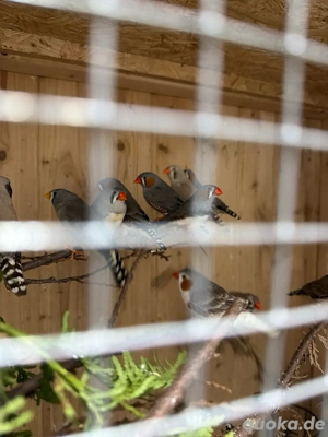 Zebrafinken abzugeben