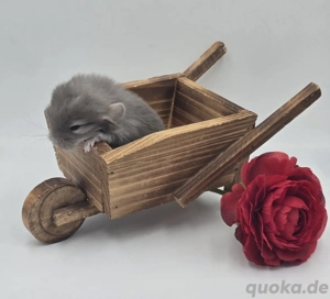  2 Chinchilla Männchen Braun Pearls bald zur Abgabe,