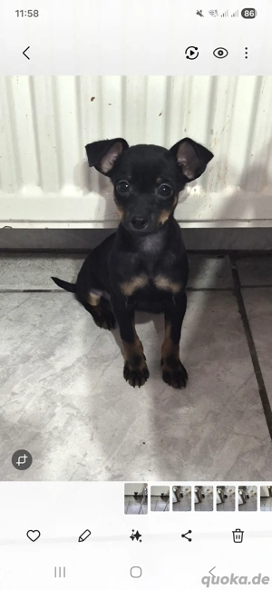 zwergpinscher Welpe 