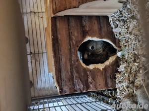 Pablo sucht ein liebevolles neues zuhause