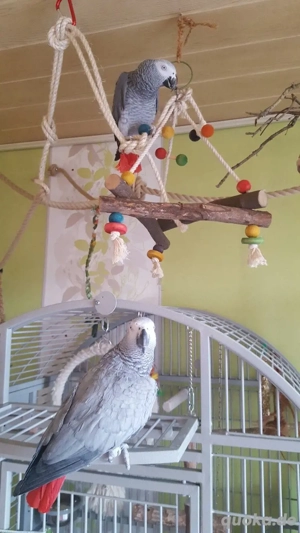 Sehr intelligente Papageien verfügbar