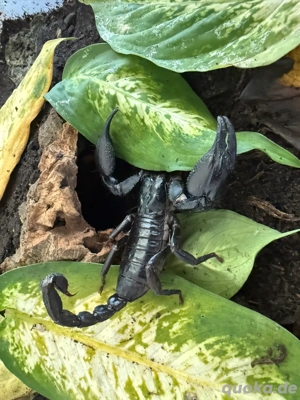 Skorpion (Heterometrus spinifer)