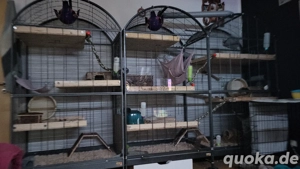 ratten suchen ein neues Zuhause 