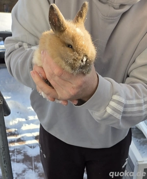 Baby Hasen zu verkaufen 