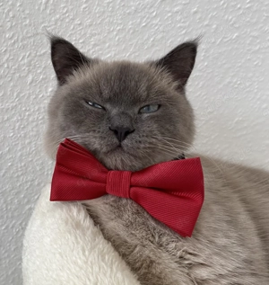 BKH Blue Point Mink DECKKATER Kein Verkauf!!!!!!!! Bild 6