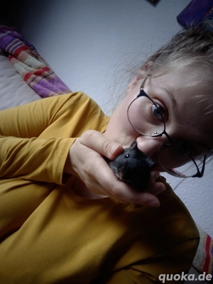 Mongolische Rennmaus-Dame abzugeben