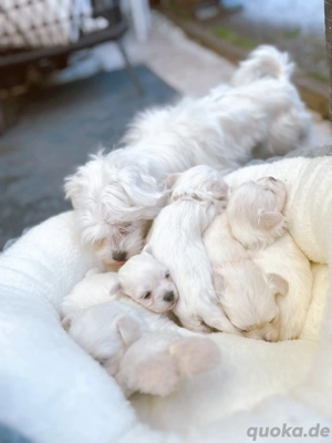 Malteser Welpen Reinrassig