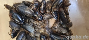 Zuchtansatz Waldschaben 
