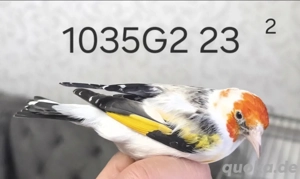 Stieglitz Weißkehle