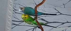 Wellensittiche 2 Hähne Grüngelb und Blauweiß