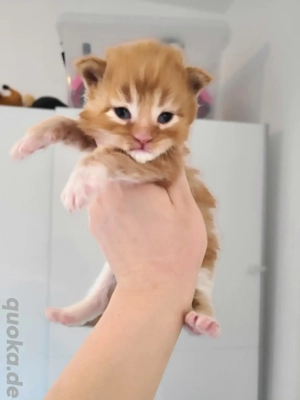 Main Coon XXL Kitten